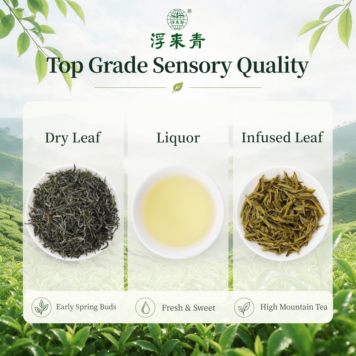 Treasure Grade Green Tea - 3