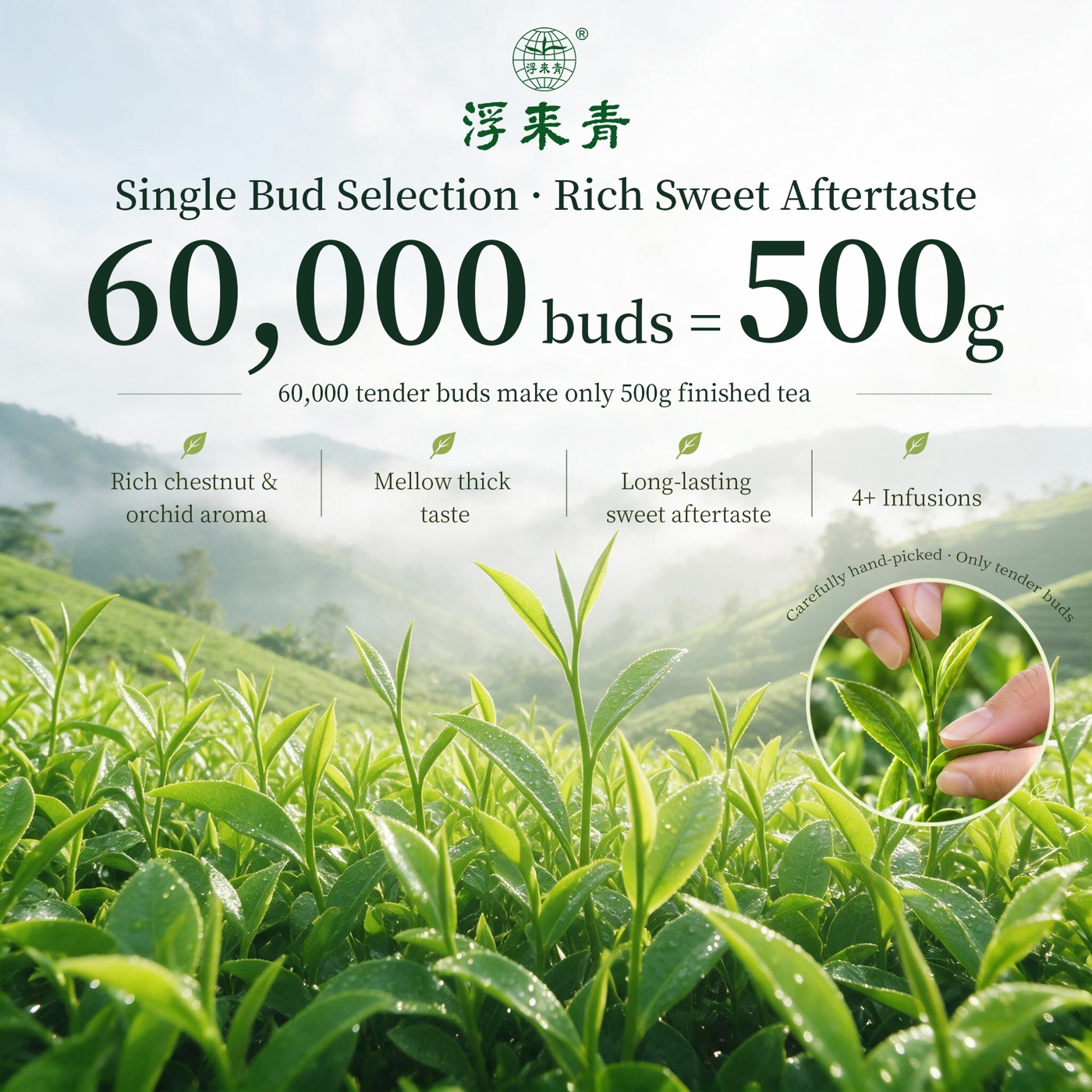 Treasure Grade Green Tea - 4