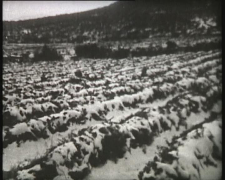 Tea gardens during winter trials