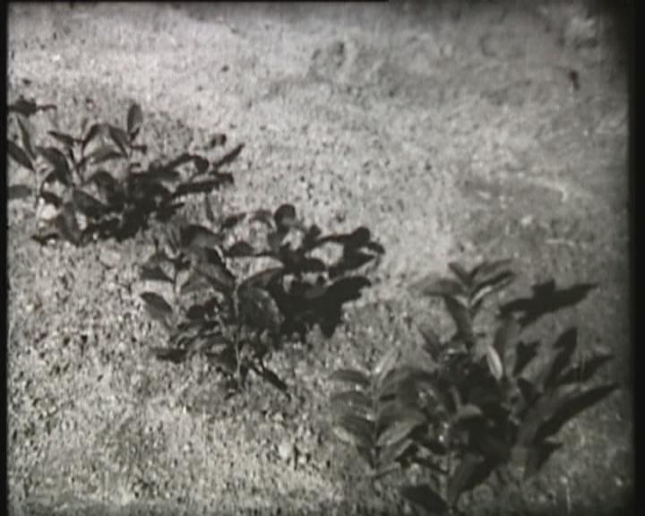 Tea plant growth during early trials