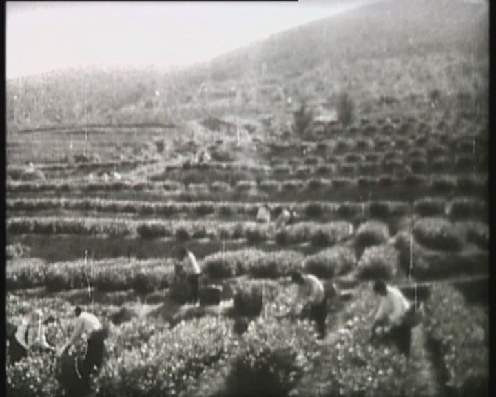Tea gardens during their expansion