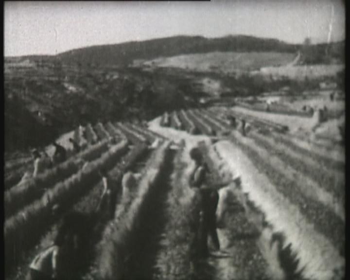 The History of Bringing Southern Tea to Northern China