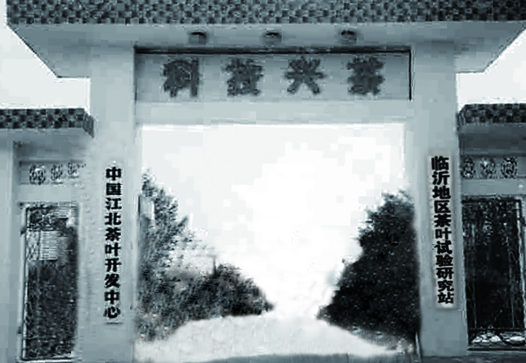 Archival view of the tea research institution